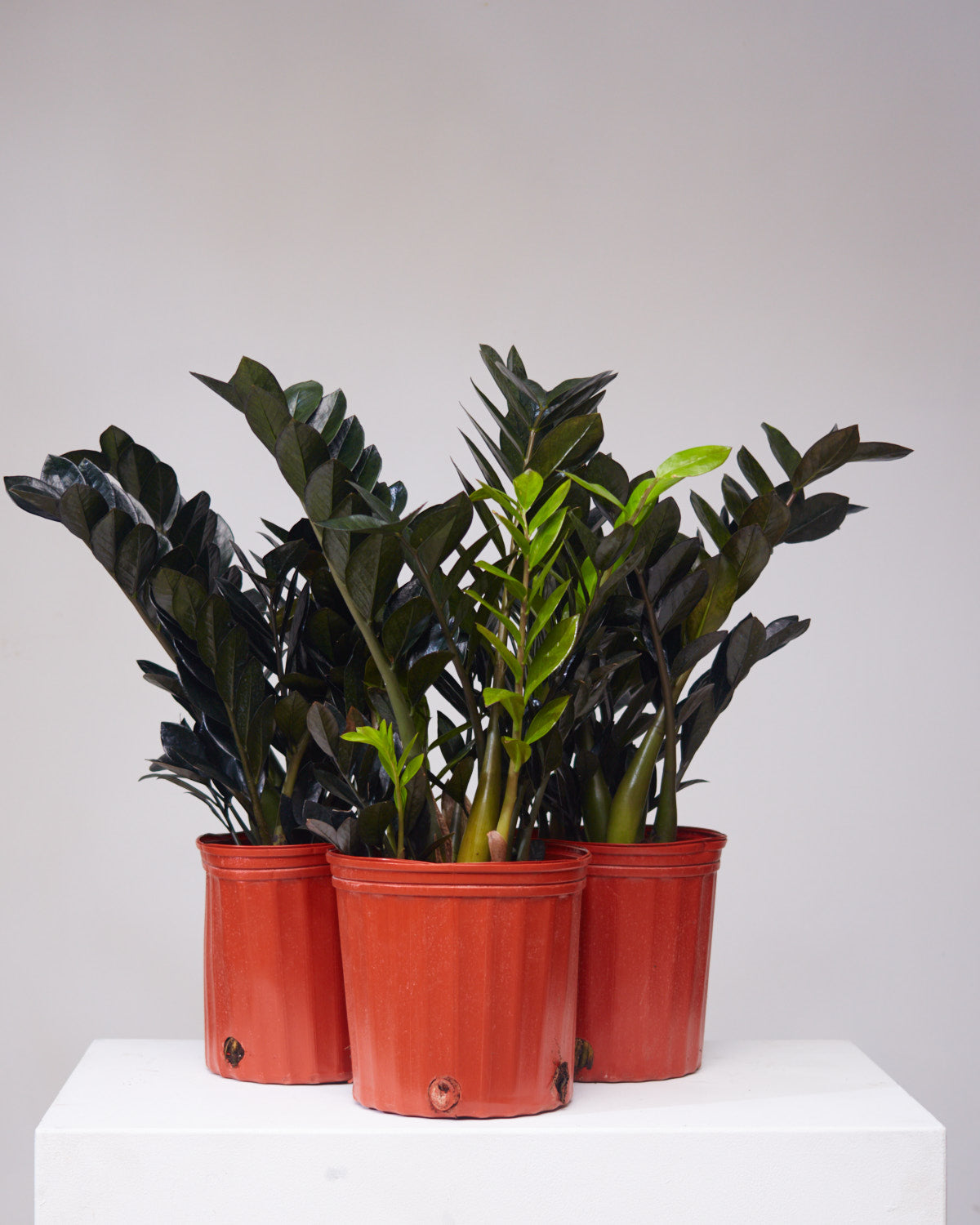 Black ZZ Plant: Zamioculcas zamiifolia 'Raven' - 10 inch pot - 2-3 foot tall