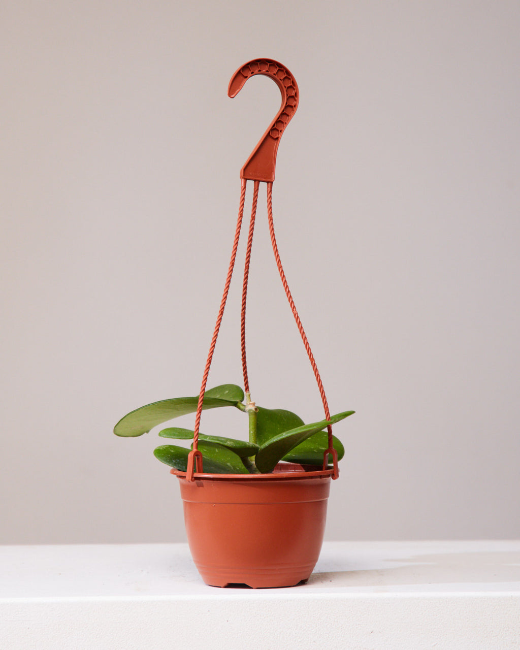 HOYA KERRII VINE 6" HANGING BASKET