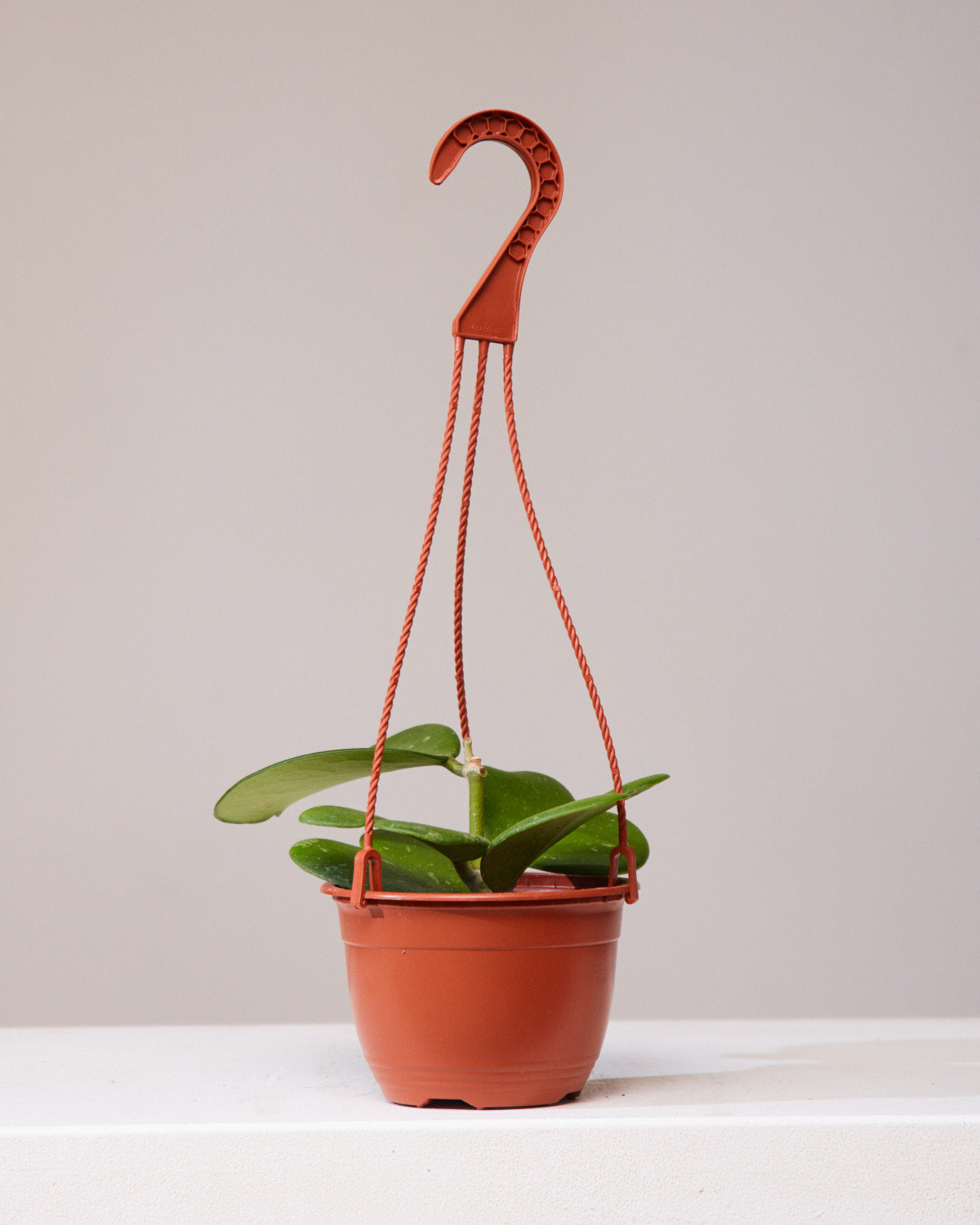 HOYA KERRII VINE 6" HANGING BASKET