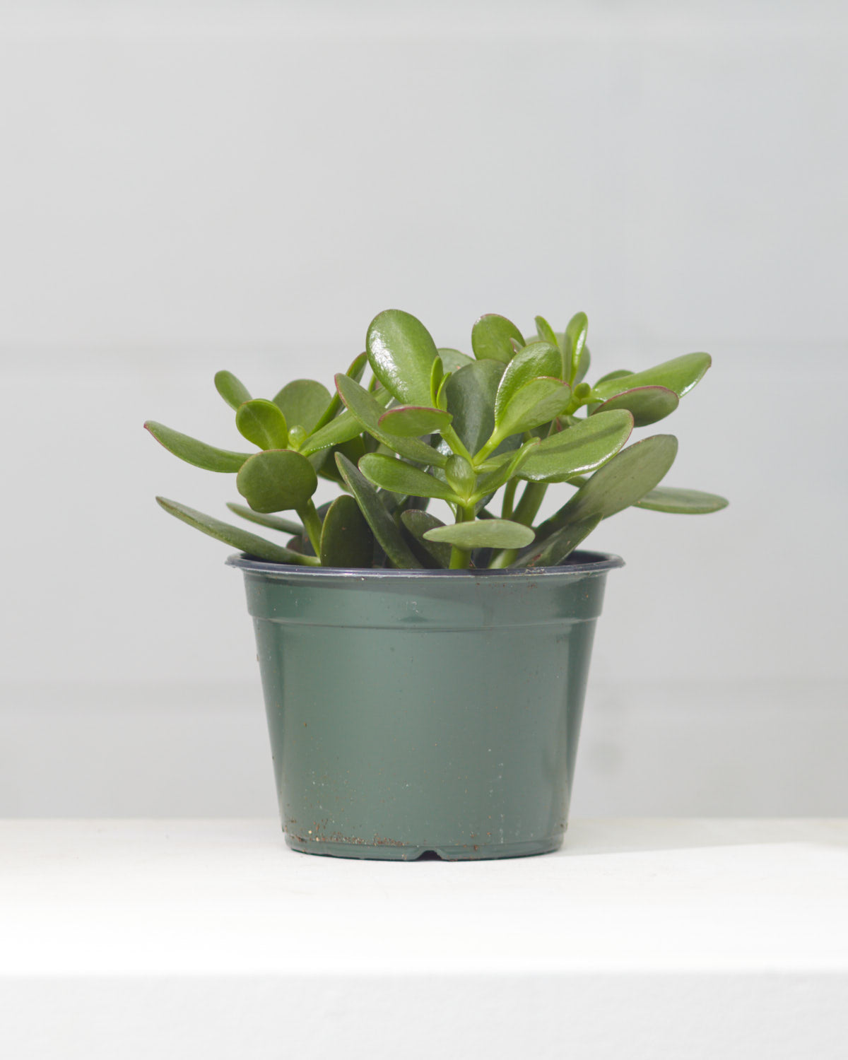 Jade Plant: Crassula ovata - 6 inch pot