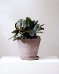 Burgundy Rubber Bush: Ficus elastica - 8 inch pot - 2-3 foot tall