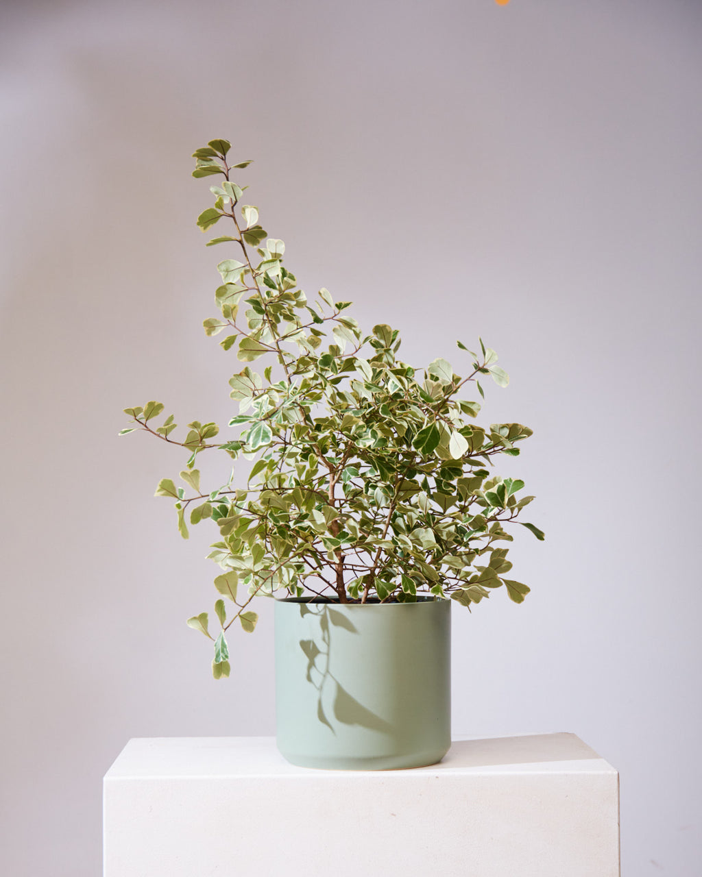 FICUS 'TRIANGULARIS VARIEGATA' 10" Grower Pot