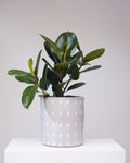 Robusta Rubber Bush: Ficus elastica - 10 inch pot - 2-3 foot tall