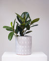 RUBBER PLANT 'FICUS ELASTICA ROBUSTA' 10" Grower Pot