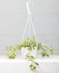 APTENIA CORDIFOLIA VARIEGATA 'BABY SUN ROSE' 6" HANGING BASKET