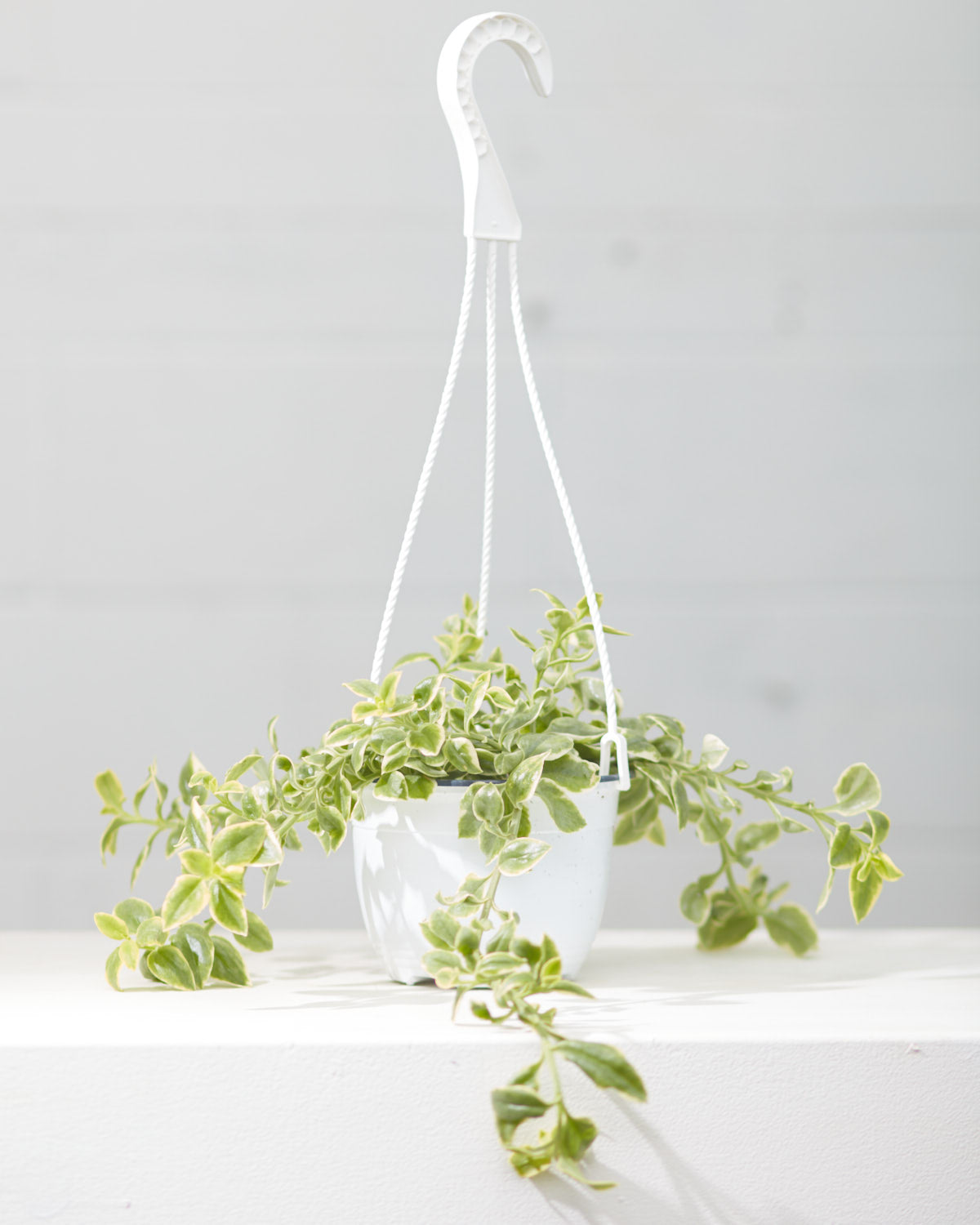 APTENIA CORDIFOLIA VARIEGATA 'BABY SUN ROSE' 6" HANGING BASKET