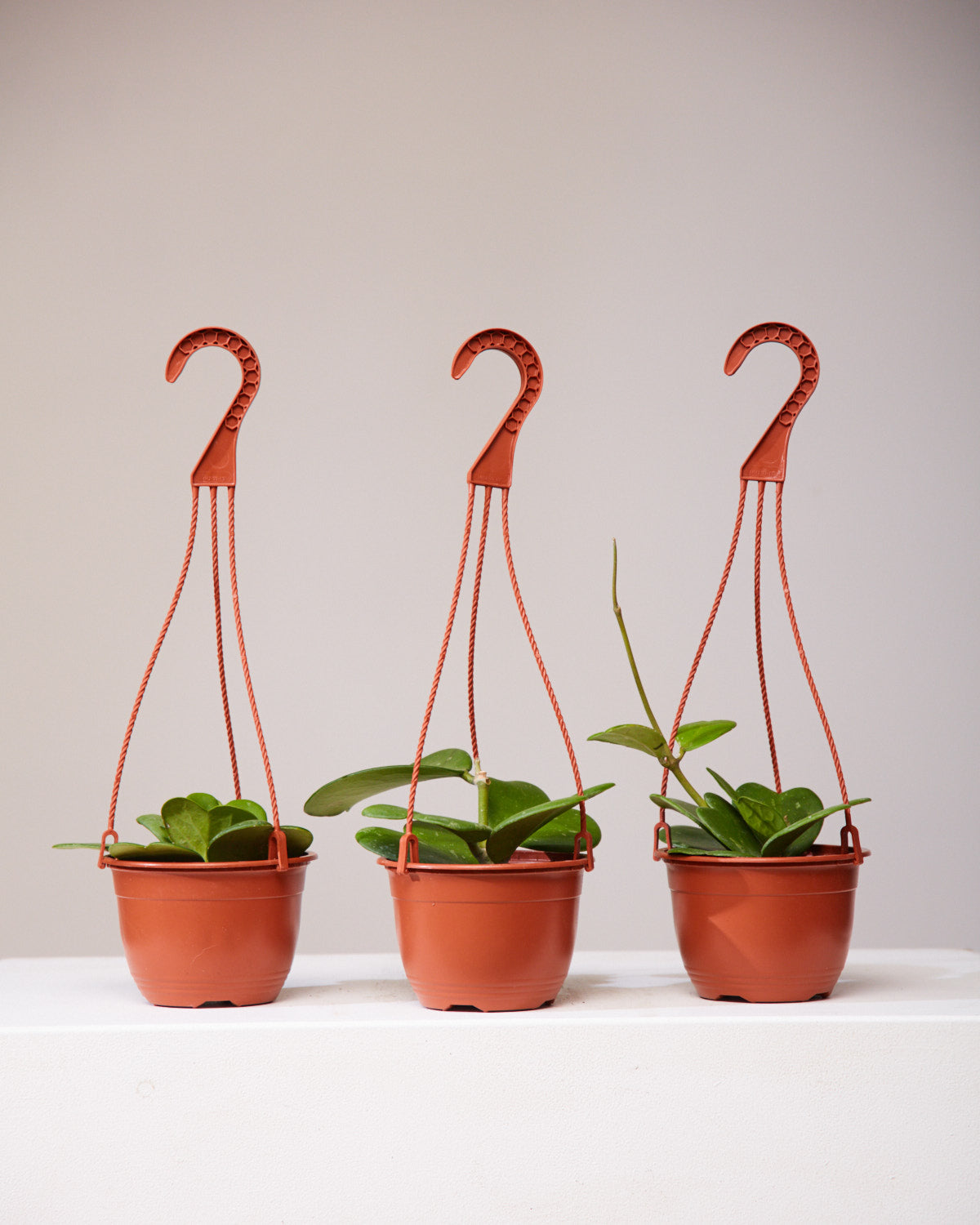 HOYA KERRII VINE 6" HANGING BASKET