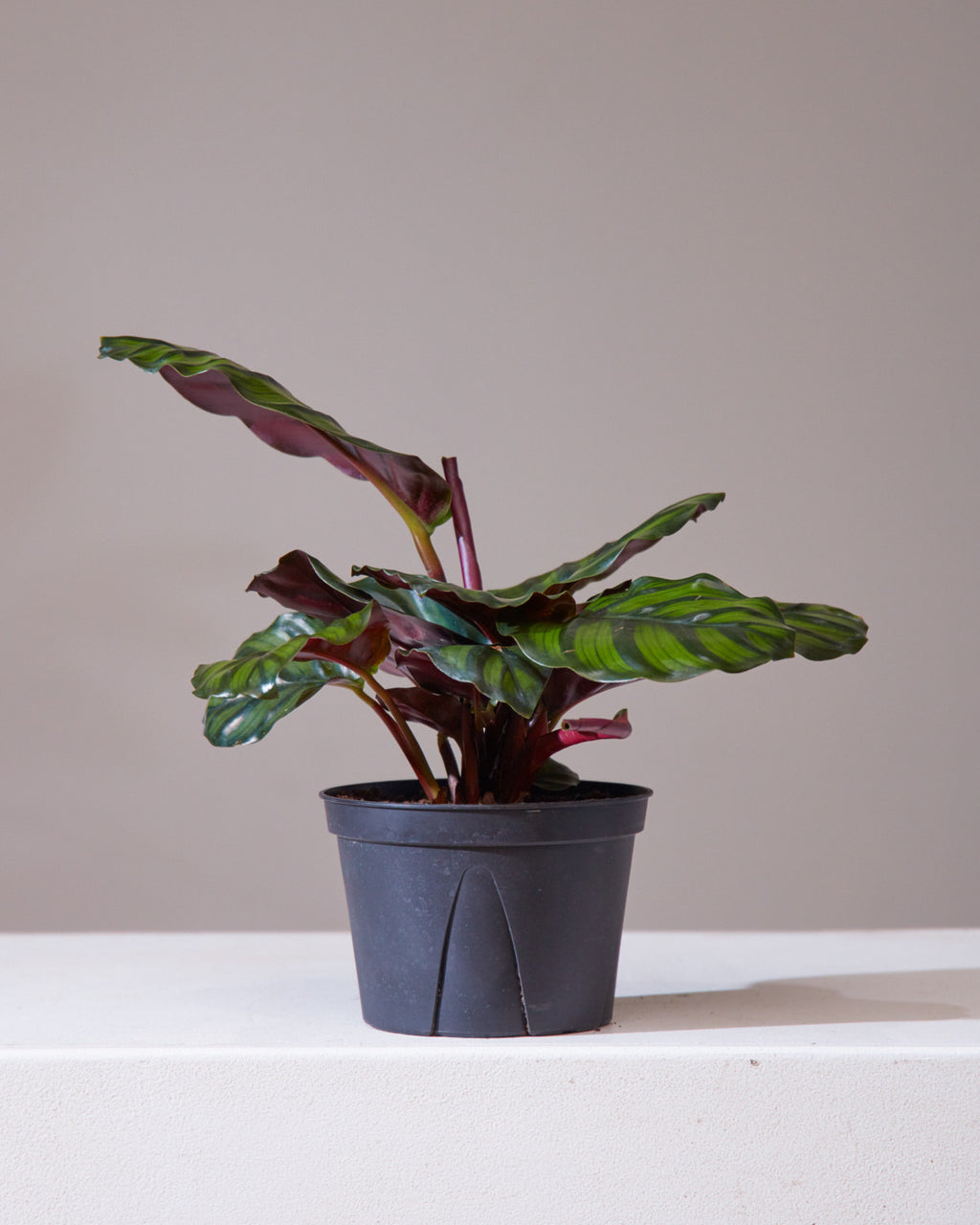 CALATHEA FASCIATA 6" Grower Pot