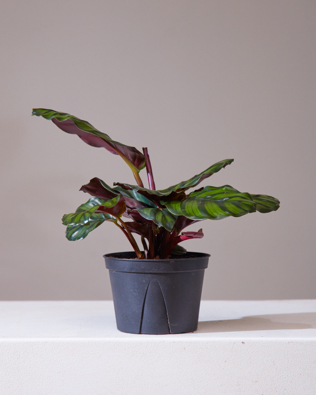 CALATHEA FASCIATA 6" Grower Pot