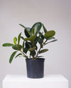 RUBBER PLANT 'FICUS ELASTICA ROBUSTA' 10" Grower Pot