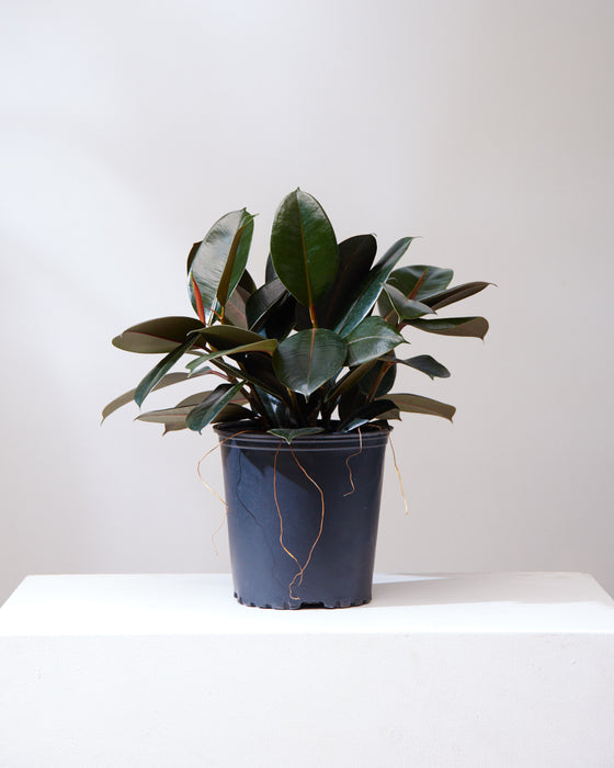 RUBBER PLANT 'FICUS ELASTICA BURGUNDY' 8" Grower Pot