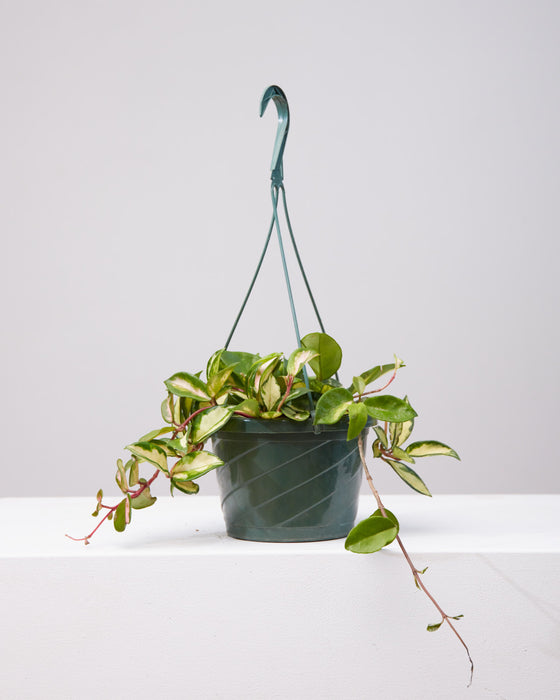 8" HANGING BASKET HOYA CARNOSA VARIEGATED