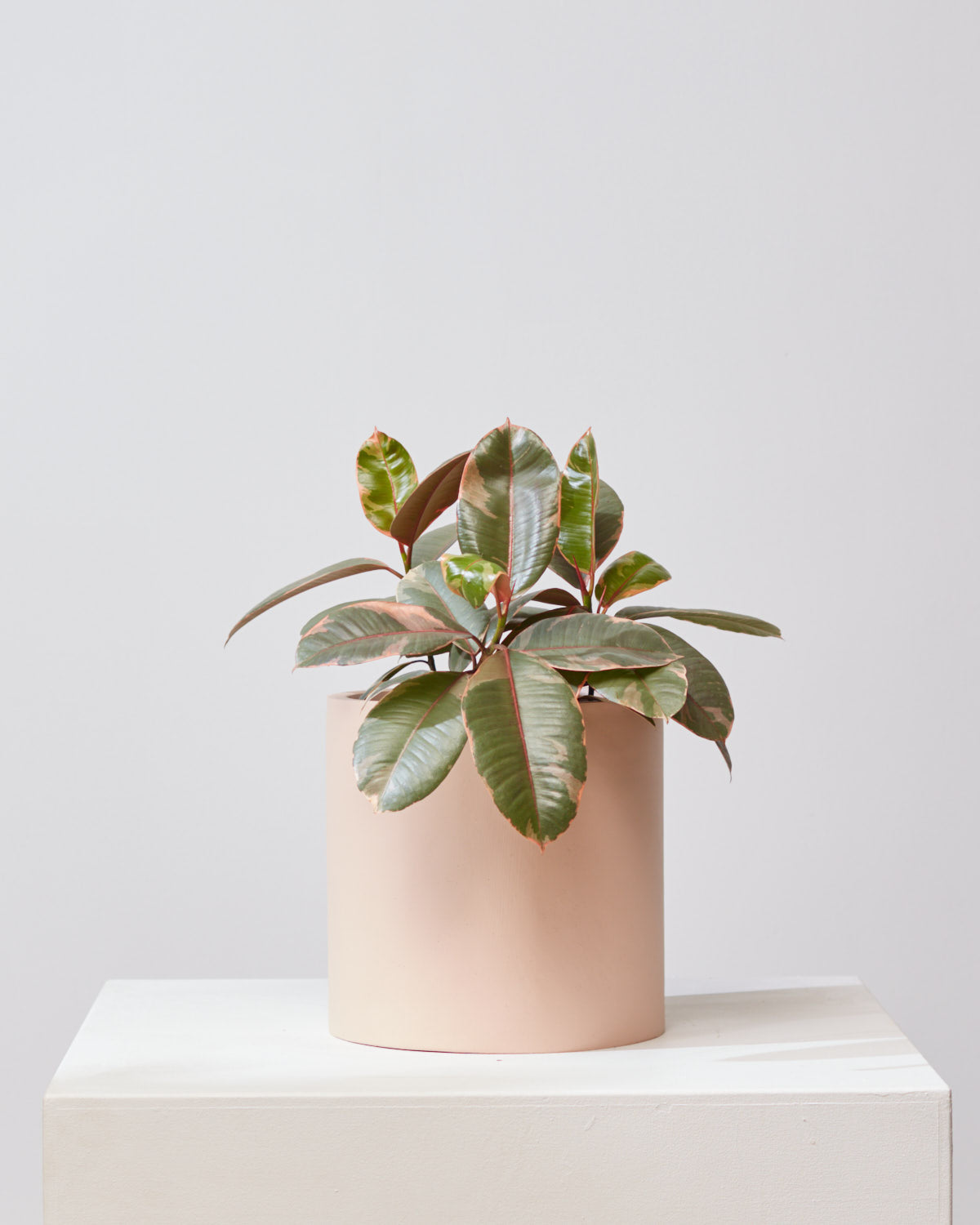 COMMON HOUSE - 'BAKED CLAY' CYLINDER PLANTER - Medium 12 Inch