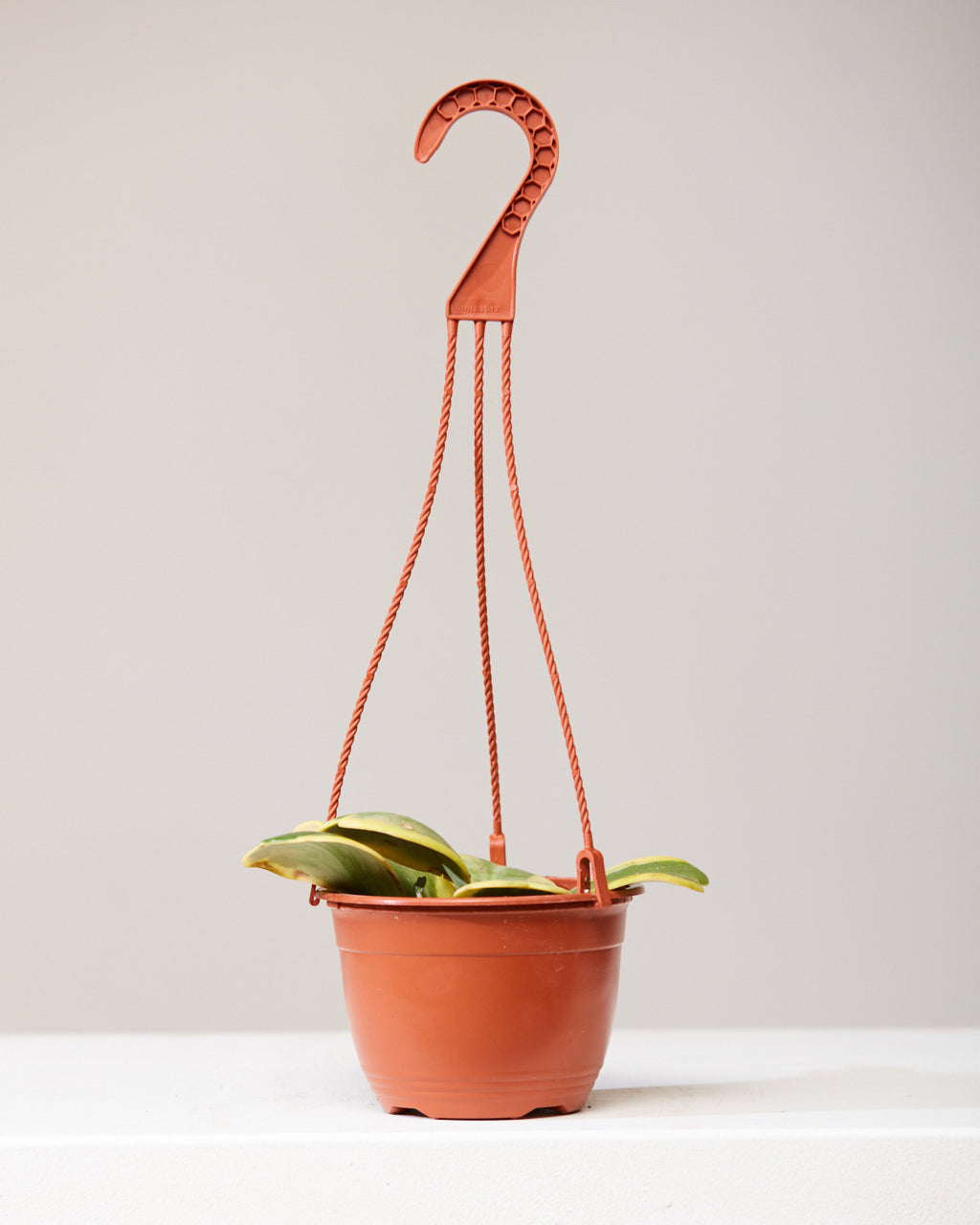 VARIEGATED HOYA KERRII VINE 6" HANGING BASKET