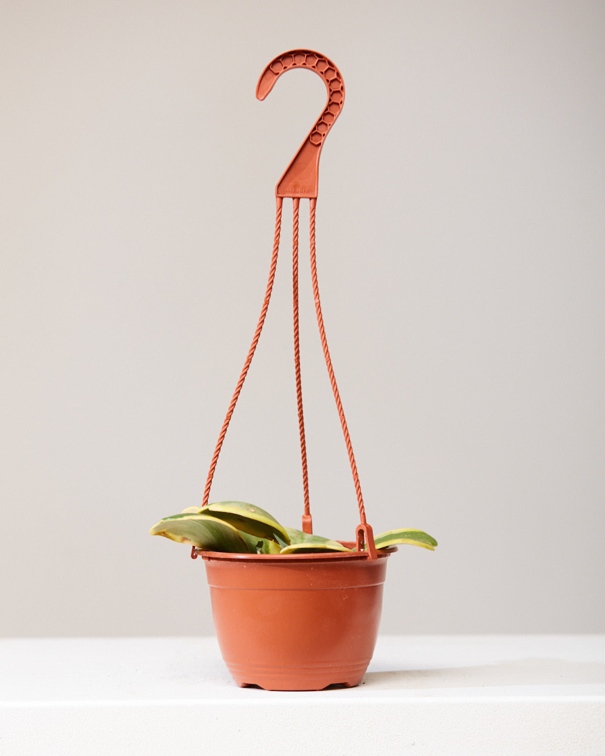 VARIEGATED HOYA KERRII VINE 6" HANGING BASKET