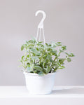 TRADESCANTIA WHITE VELVET 'WOOLY' 8" HANGING BASKET