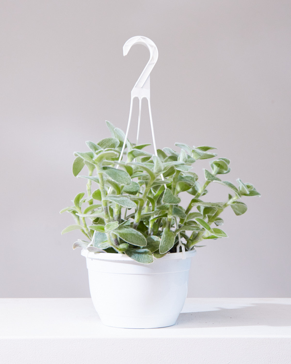TRADESCANTIA WHITE VELVET 'WOOLY' 8" HANGING BASKET