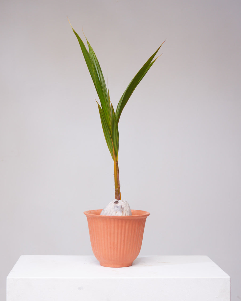 Coconut Palm: Cocos nucifera - 6 inch pot