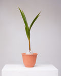 Coconut Palm: Cocos nucifera - 6 inch pot