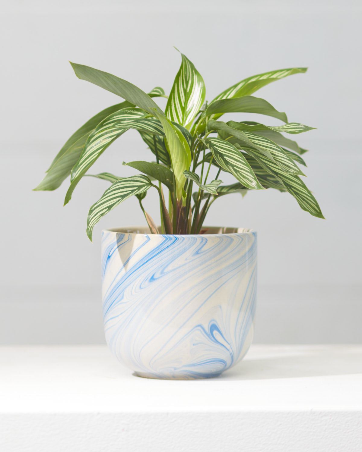 CALATHEA VITTATA 4" Grower Pot
