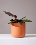 CALATHEA FASCIATA 6" Grower Pot