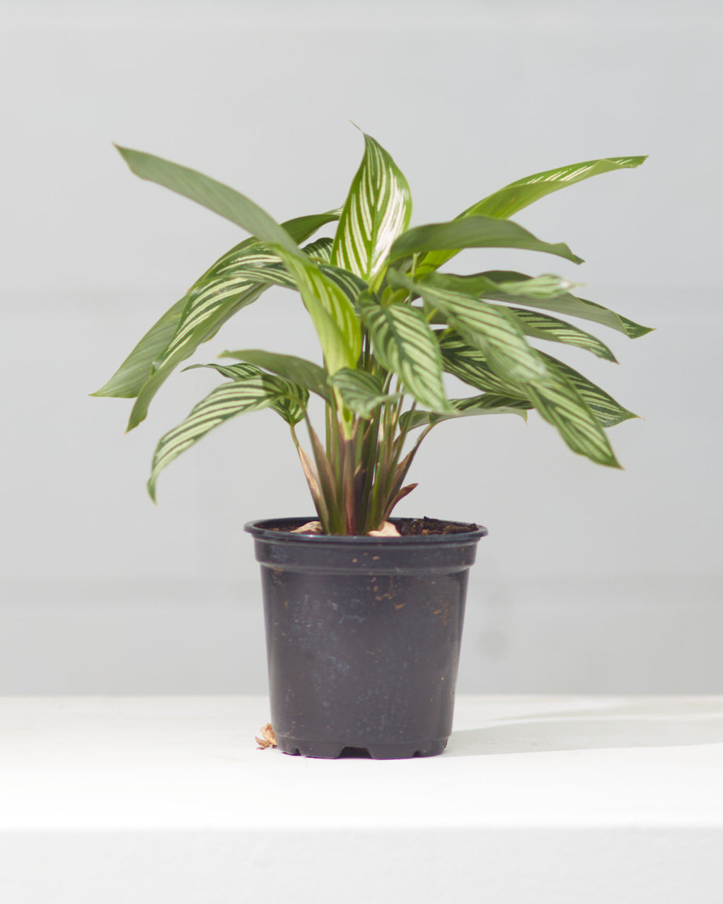 CALATHEA VITTATA 4" Grower Pot