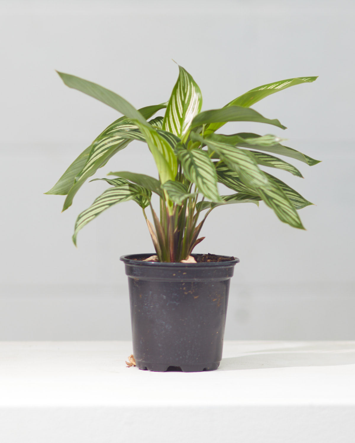 CALATHEA VITTATA 4" Grower Pot