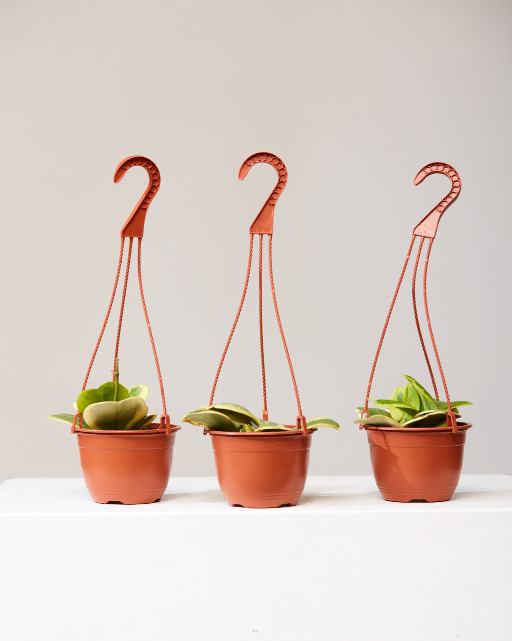 VARIEGATED HOYA KERRII VINE 6" HANGING BASKET