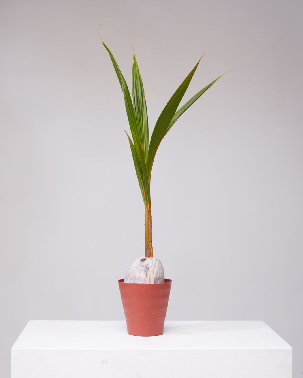 COCONUT PALM 6" Grower Pot