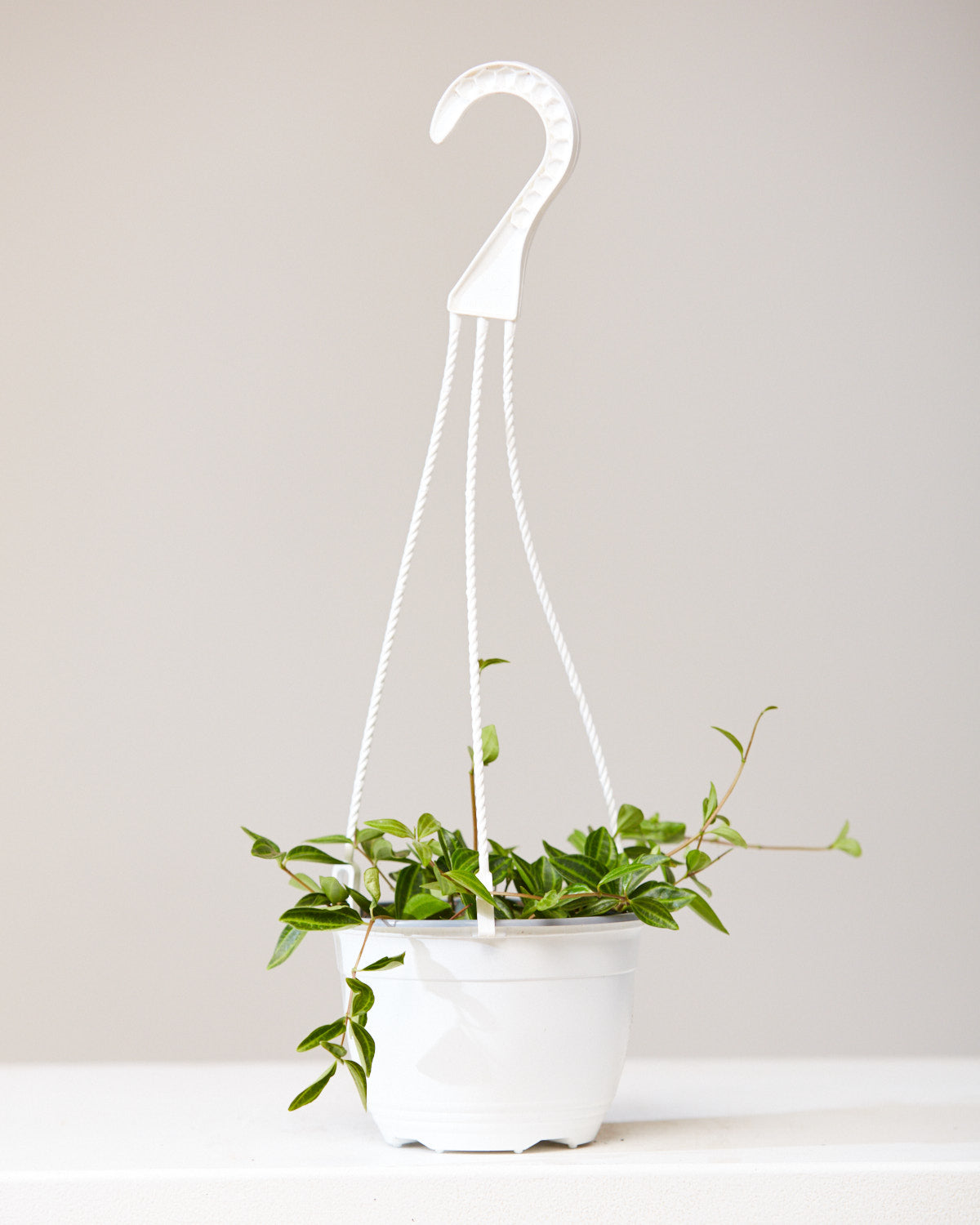 PEPEROMIA ANGULATA 6" HANGING BASKET