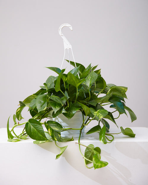Golden Pothos: Epipremnum aureum - 8 inch hanging basket