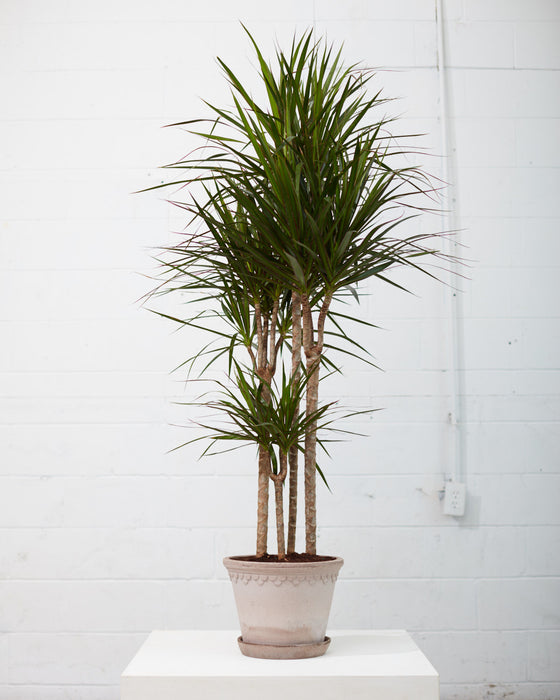 DRACAENA MARGINATA STAGGERED 10" Grower Pot (4-5ft tall)