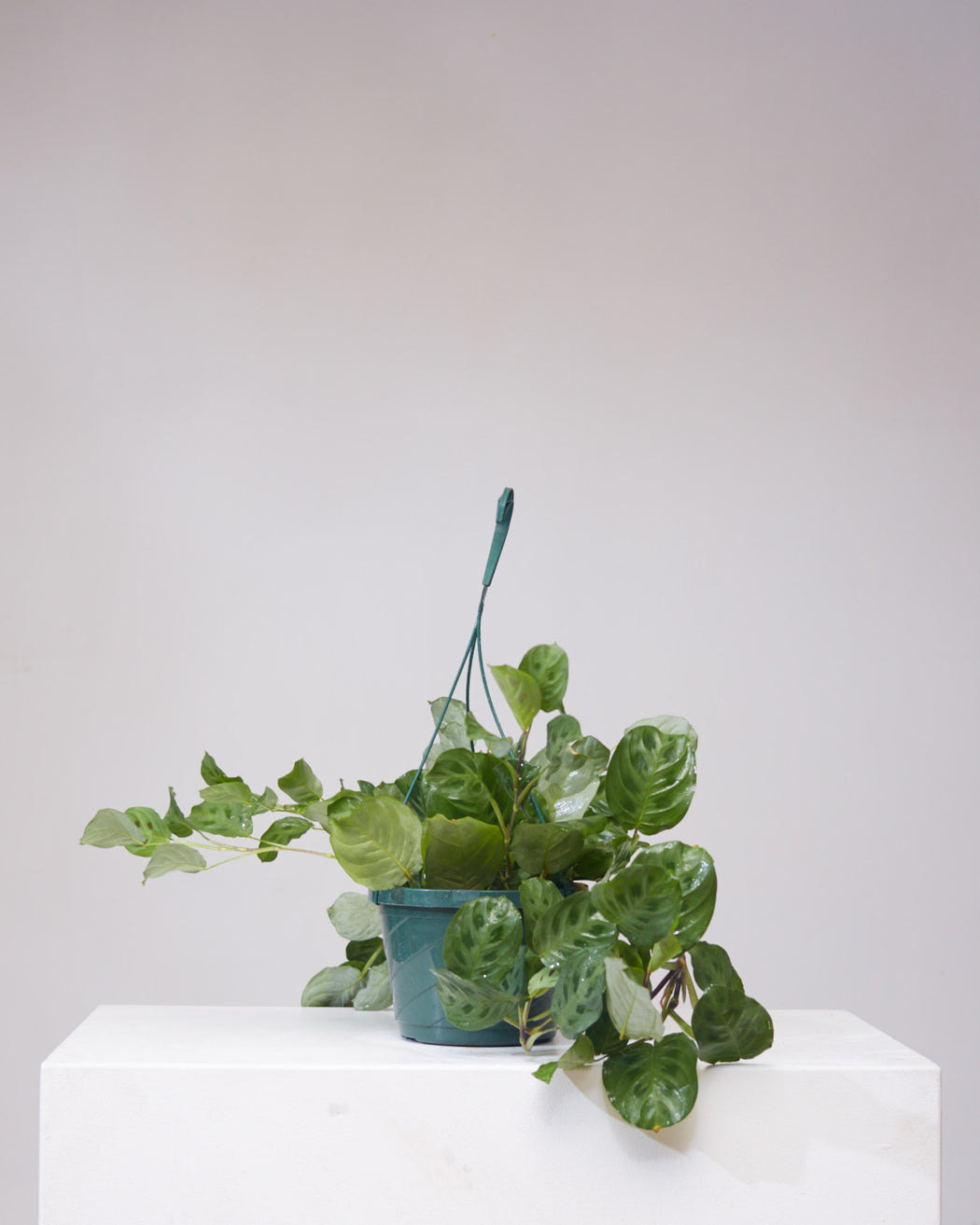 Rabbit Foot Prayer Plant: Maranta leuconeura - 8 inch hanging basket