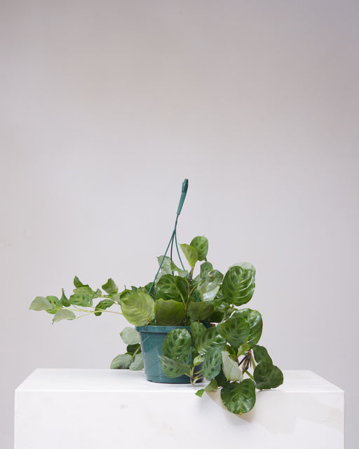 Rabbit Foot Prayer Plant: Maranta leuconeura - 8 inch hanging basket