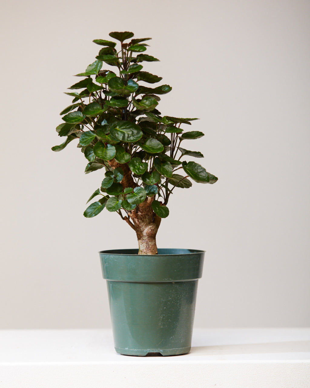 Fabian Aralia: Polyscias scutellaria - 6 inch pot