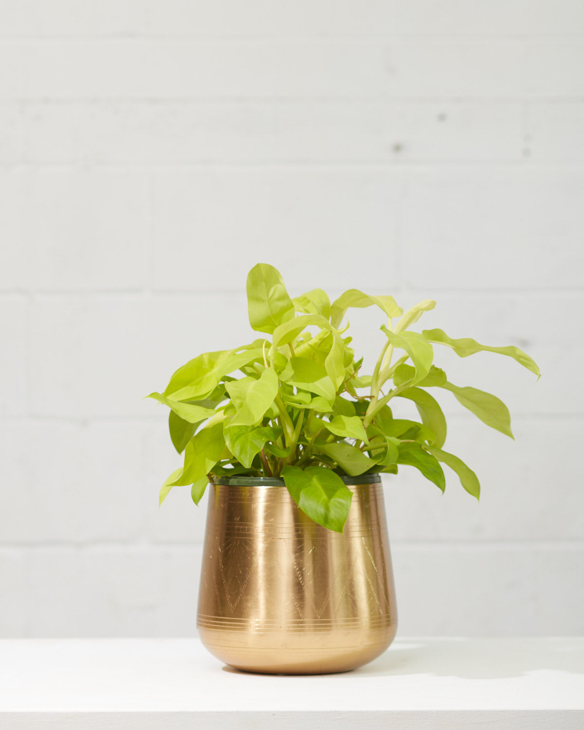 Tulum Gold Etched Pot | 7.5 inch Nursery Pot