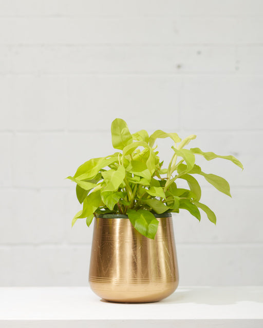 TULUM PLANTER Medium 9.25 Inch