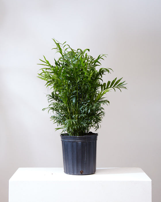 PARLOUR PALM 8" Grower Pot (2.5-3 ft tall)