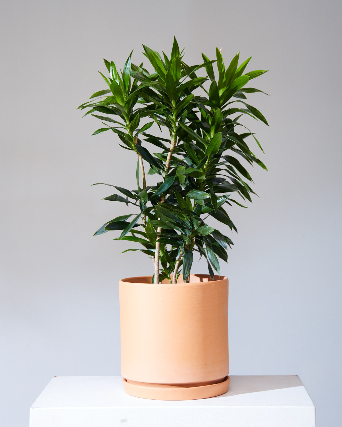 CALIFORNIA PLANTER COLLECTION: TERRA COTTA TWO PIECE CERAMIC Medium 12 Inch