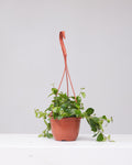 Mona Lisa Lipstick Vine: Aeschynanthus radicans - 6 inch hanging basket