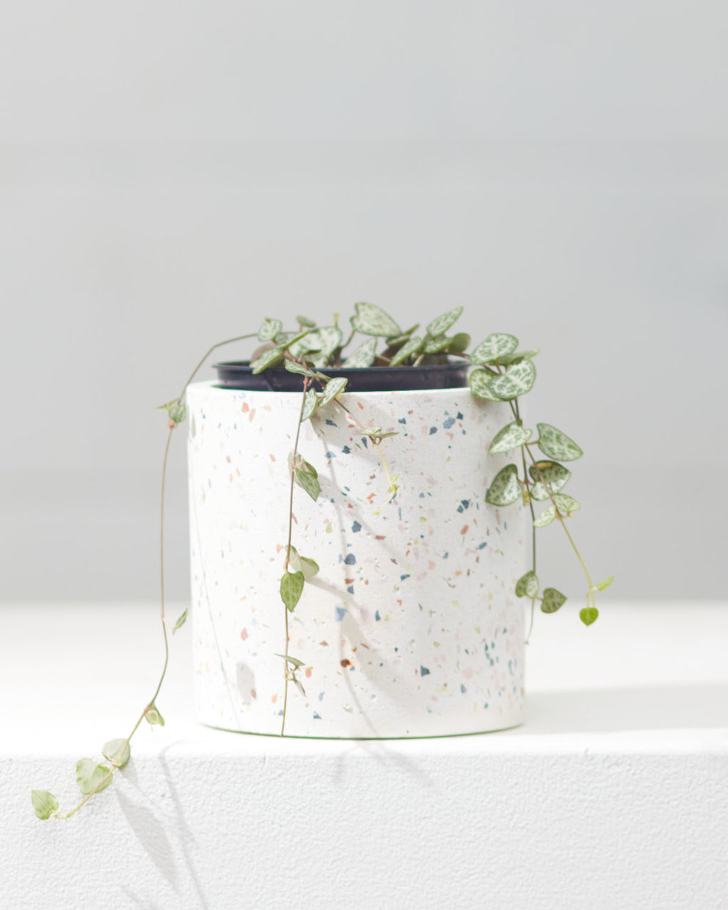 String of Hearts: Ceropegia woodii - 4 inch pot