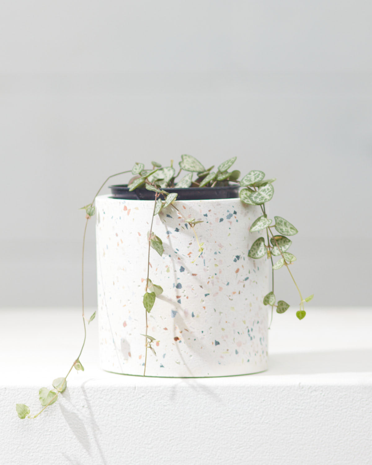 String of Hearts: Ceropegia woodii - 4 inch pot