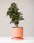 Fabian Aralia: Polyscias scutellaria - 6 inch pot