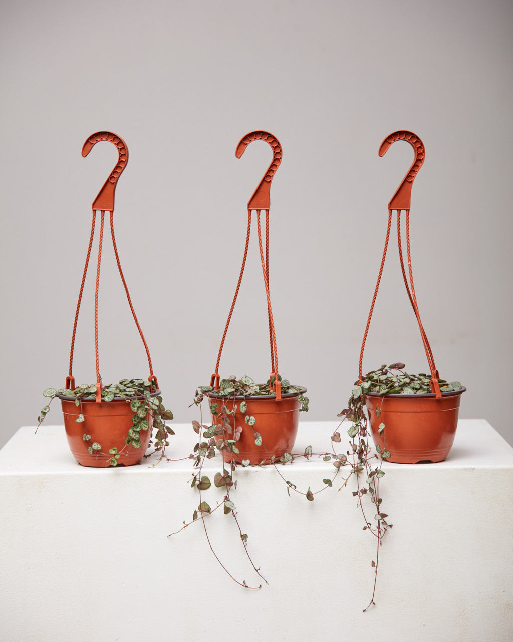 STRING OF HEARTS 6" HANGING BASKET