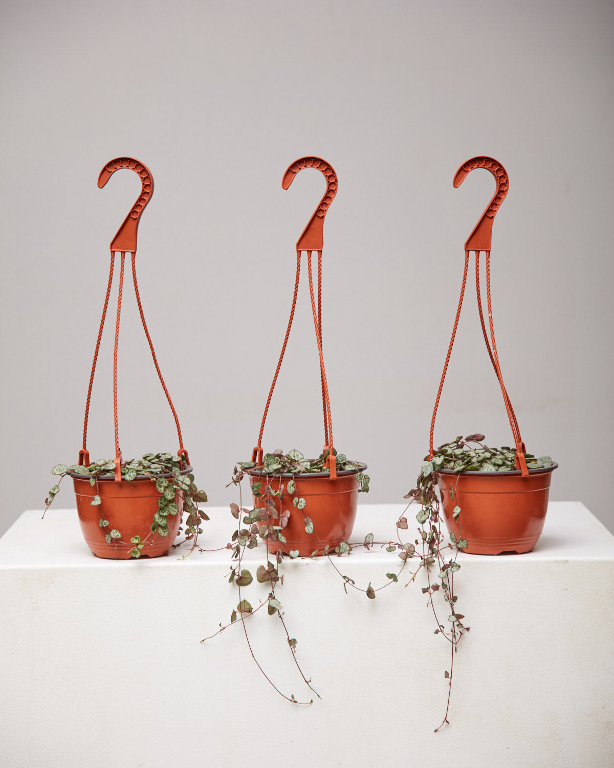 STRING OF HEARTS 6" HANGING BASKET