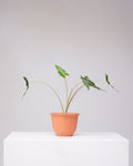 ALOCASIA 'SARIAN' 6" Grower Pot *Less leaves than pictured