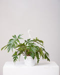 Tahiti: Philodendron - 8 inch hanging basket
