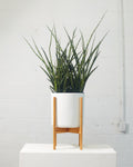 The Ten White Ceramic Cylinder Planter with Natural Teak Wooden Stand | 10 inch Nursery Pot