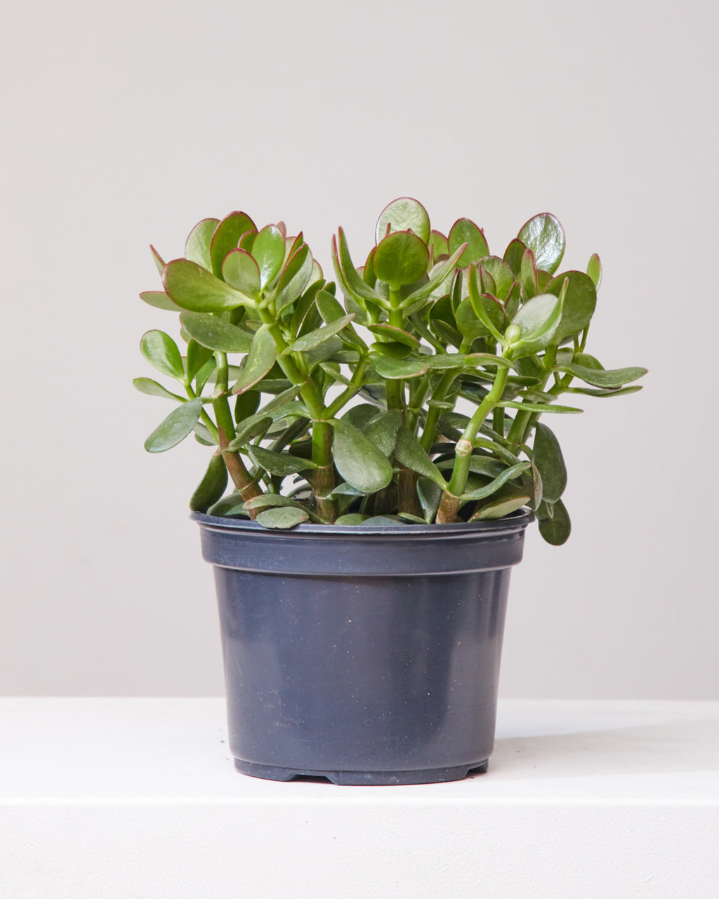 Jade Bush: Crassula ovata - 8 inch pot
