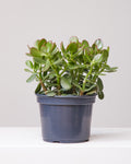 Jade Bush: Crassula ovata - 8 inch pot